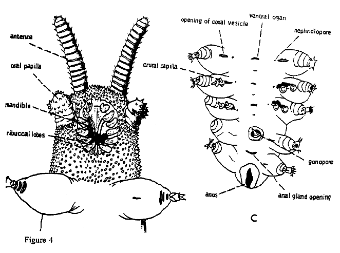 Internal Organs of an Earthworm (Onychophora)